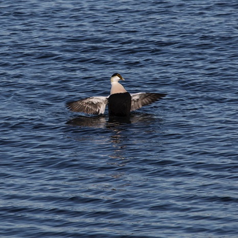 Cormorant - NHP210 Cormorant - NHP210